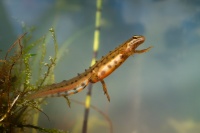 Colek obecny - Lissotriton vulgaris - Smooth Newt o7526